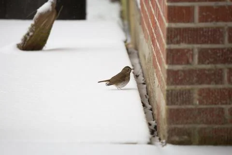 Hermit Thrush in Snow Stock Photos