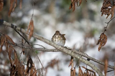 Hermit Thrush in the Snow Stock Photos