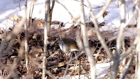 Hermit thrush stomping for insects in the forest. Video stock 73285362