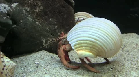 Hermitcrab 50 Stock Footage 12427007