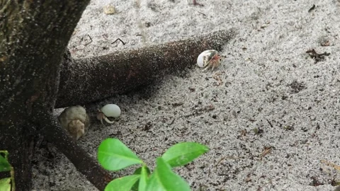 Hermits crawling on the sand beach with tree root Stock Footage 304575448