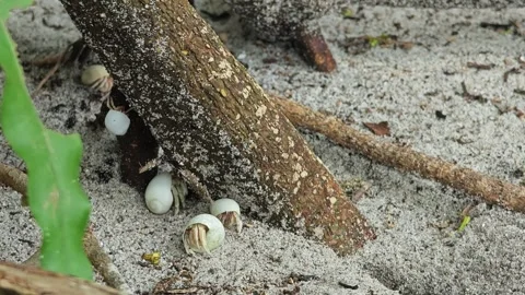 Hermits living under tree root. Stock Footage 304575465