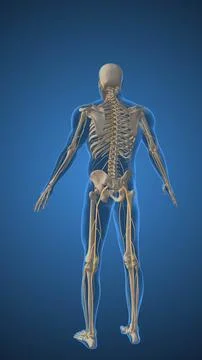 Herniated disc causes Sciatica pain Illustrazione stock