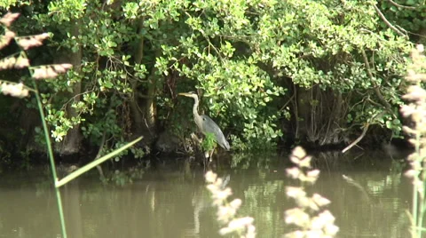 Heron 01 Video stock 28019993