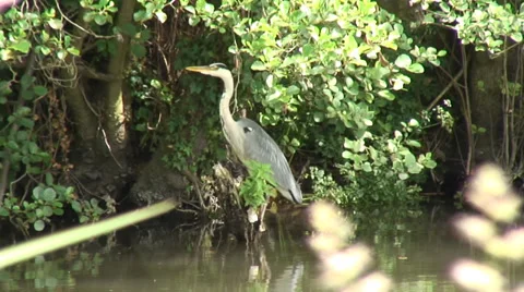 Heron 02 Video stock 28022806