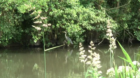 Heron 03 Stock Footage 28026901