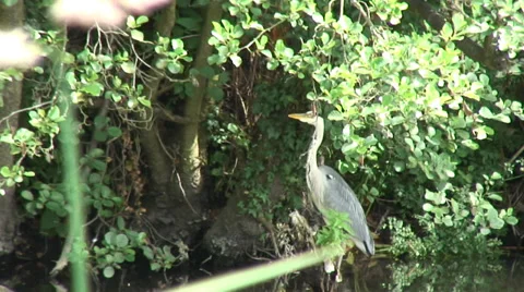 Heron 04 Stock-Footage 28020386