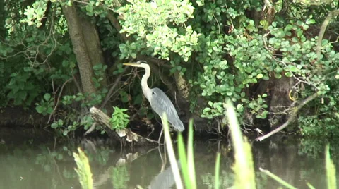Heron 05 Stock Footage 28025694