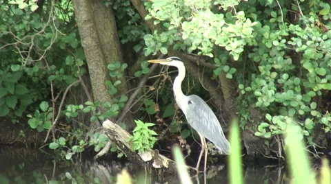 Heron 06 Video stock 28025795