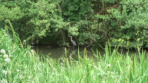 Heron 07 Stock Footage 28025566