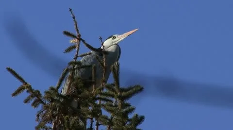 Heron 1 Stock Footage 18185226