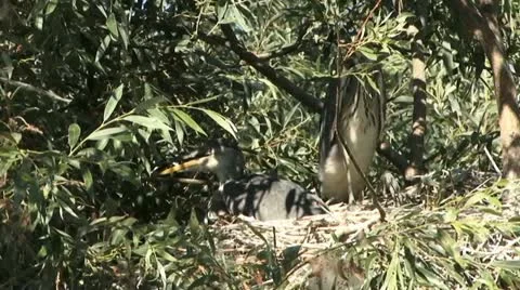 Heron 2 Stock Footage 18185262