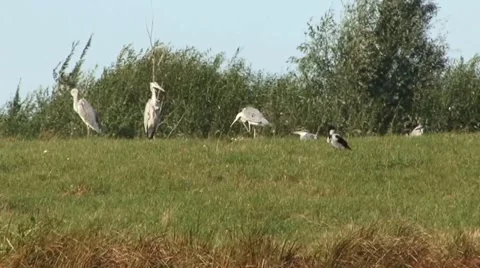 Heron 3 Stock Footage 18185267