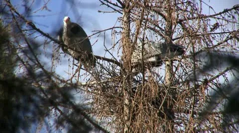 Heron 4 Video stock 18185375