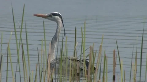 Heron 5 Stock Footage 18185369
