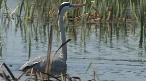 Heron 6 Stock Footage 18185445