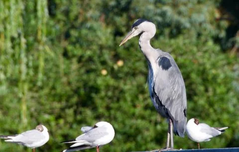 Heron 6 Stock Photos