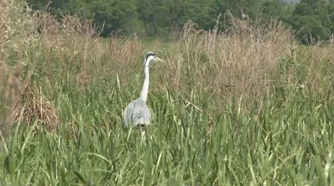 Heron 7 Stock Footage 18185465