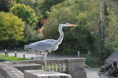 Heron about to fly Stock Photos
