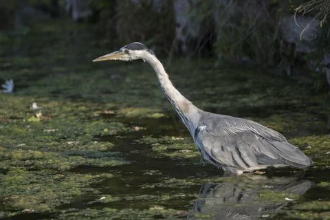 Heron about to pounce Stock-Fotos