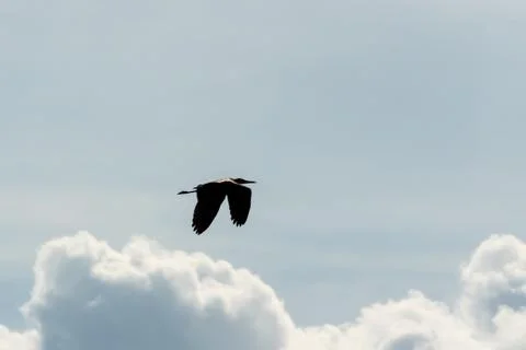 Heron above the clouds. Stock Photos