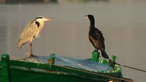Heron and Cormorant 库存影片 10715094