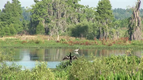 Heron and darter Stock Footage 5079023