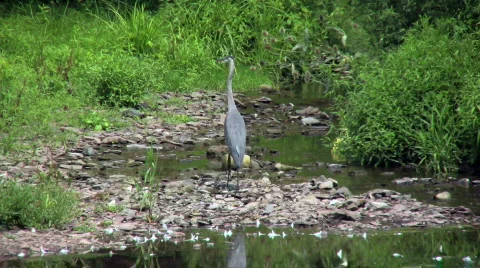 Heron and ground hog Stock Footage 146244
