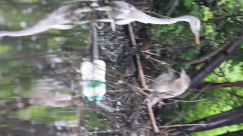 Heron and plastic bottle Stock Footage 246709208