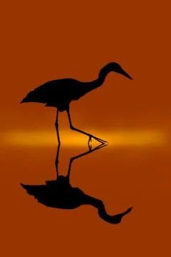 Heron and shadow Foto stock