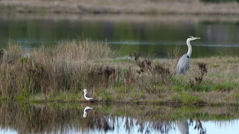 Heron and Stilt in Typical Aquatic Habitat. Stock Footage 201205964