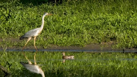 Heron and wild duck Stock Footage 111703802