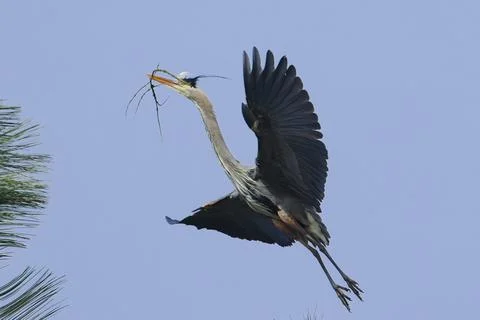 Heron angles its body in order to land in a tree. Stock Photos