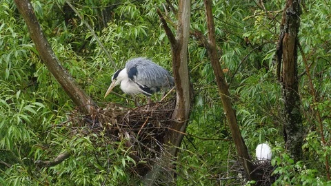 Heron Ardea cinerea stands on nest and checks eggs after rain Stock Footage 120367157