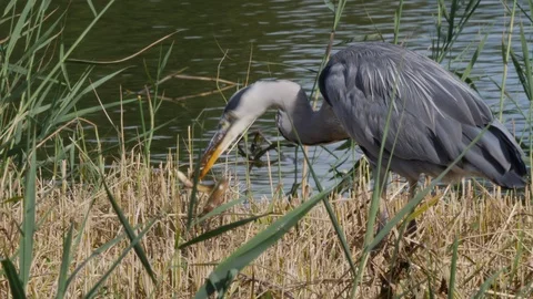 Heron Ardea cinerea trying to subdue european eel Stock Footage 108066751