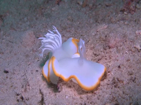 Heron Ardreadoris Stock Footage 90655189