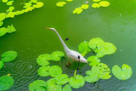 A heron in an artificial pond. Photos
