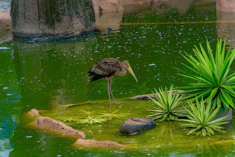 A heron in an artificial pond. Stock-Fotos