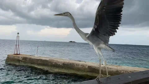 Heron on the background of the sea 스톡 동영상 157401891
