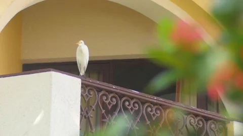 Heron on the balcony Video stock 56482543