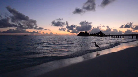 Heron on the beach at Maldives Stock Footage 37623122
