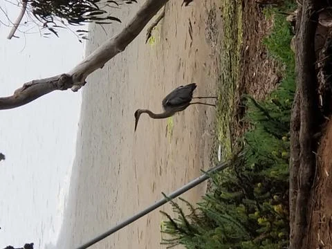 Heron on Beach Foto stock