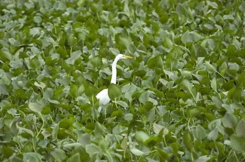 Heron between alligators Foto stock