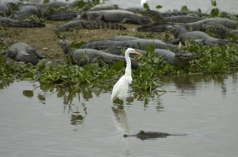 Heron between alligators Stock Photos