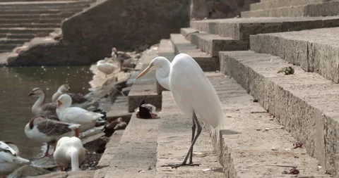 Heron Bird chilling in the sun Stock Footage 240893825