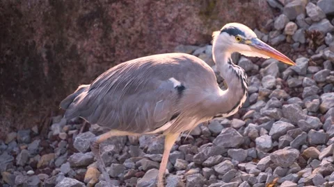 Heron bird close up Stock Footage 266759764