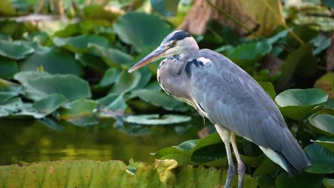Heron bird close up Stock Footage 266760201