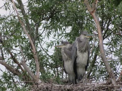 Heron bird fly big beautiful bill feathers Stock Photos