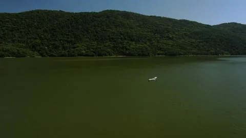 HERON BIRD FLYING BY THE DRONE Vidéo 136833840