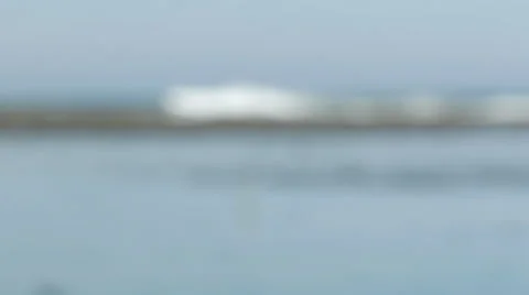 Heron Bird Focus Pull Stock Footage 37348415